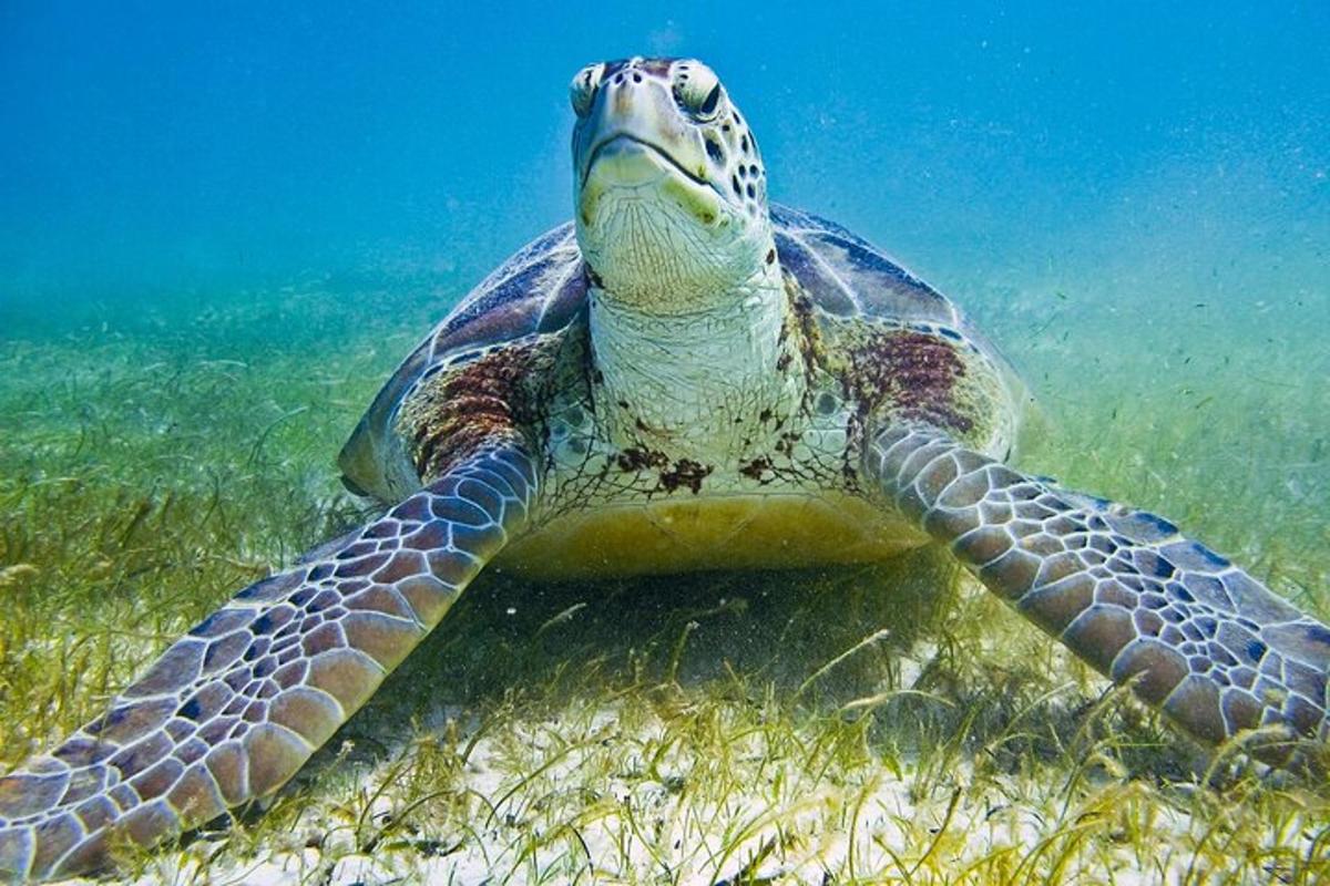 uma tartaruga marinha verde nadando na água