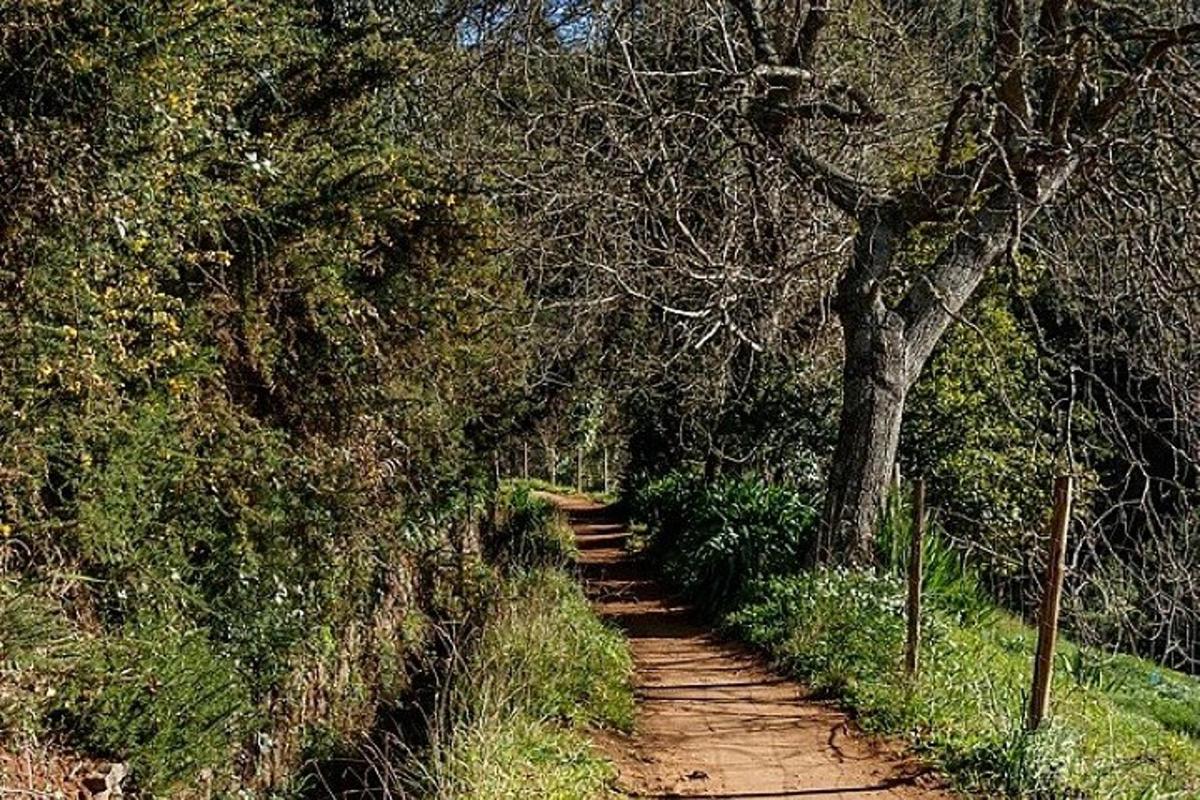 a dirt trail with trees on the side of it