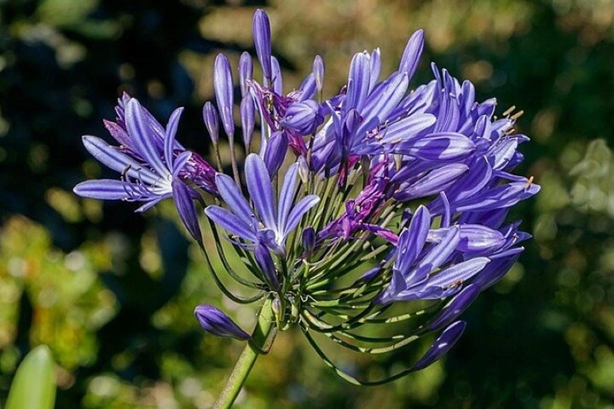 a close up of a purple flower
