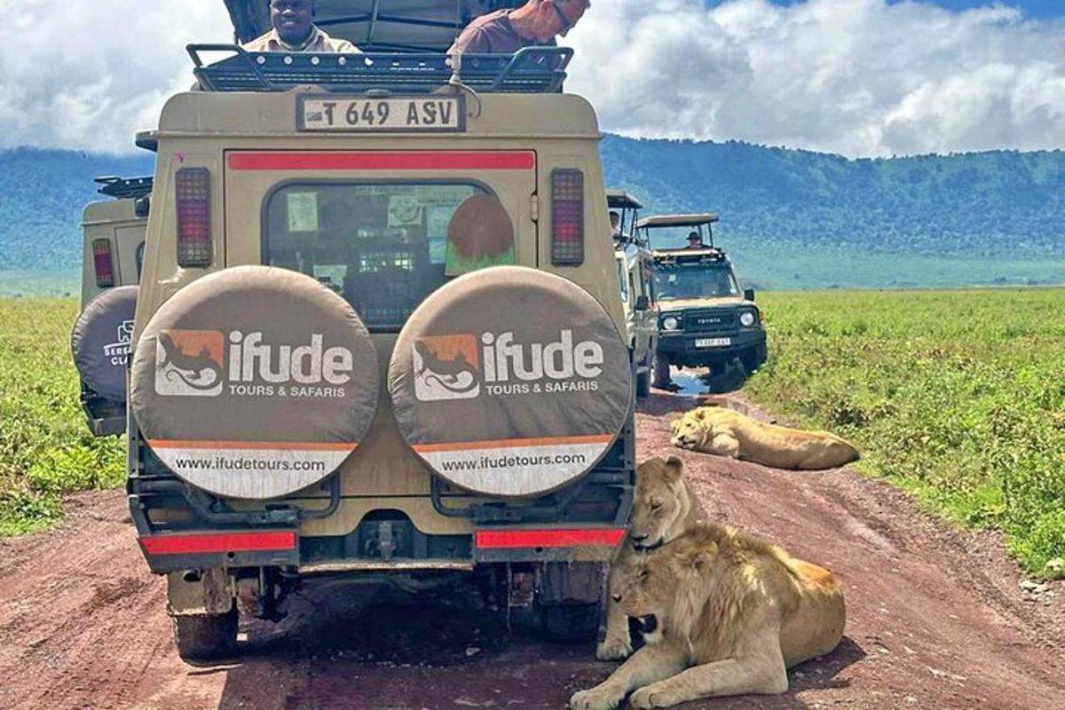 a lion laying on a dirt road next to a vehicle