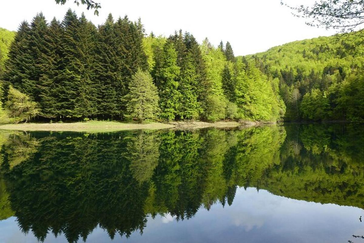 vaade järvele puude ja metsaga