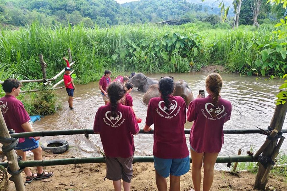 un gruppo di persone che guarda un elefante nell'acqua