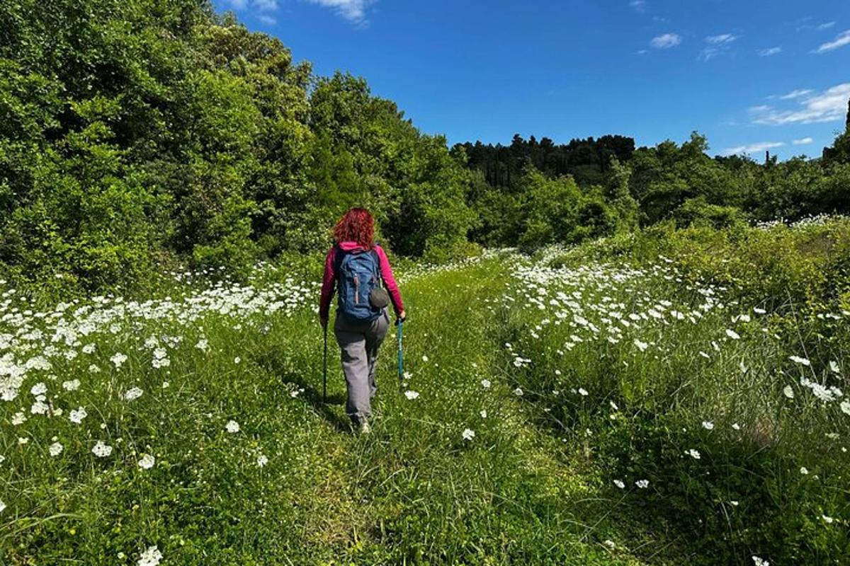 oseba z nahrbtnikom, ki hodi skozi polje rož