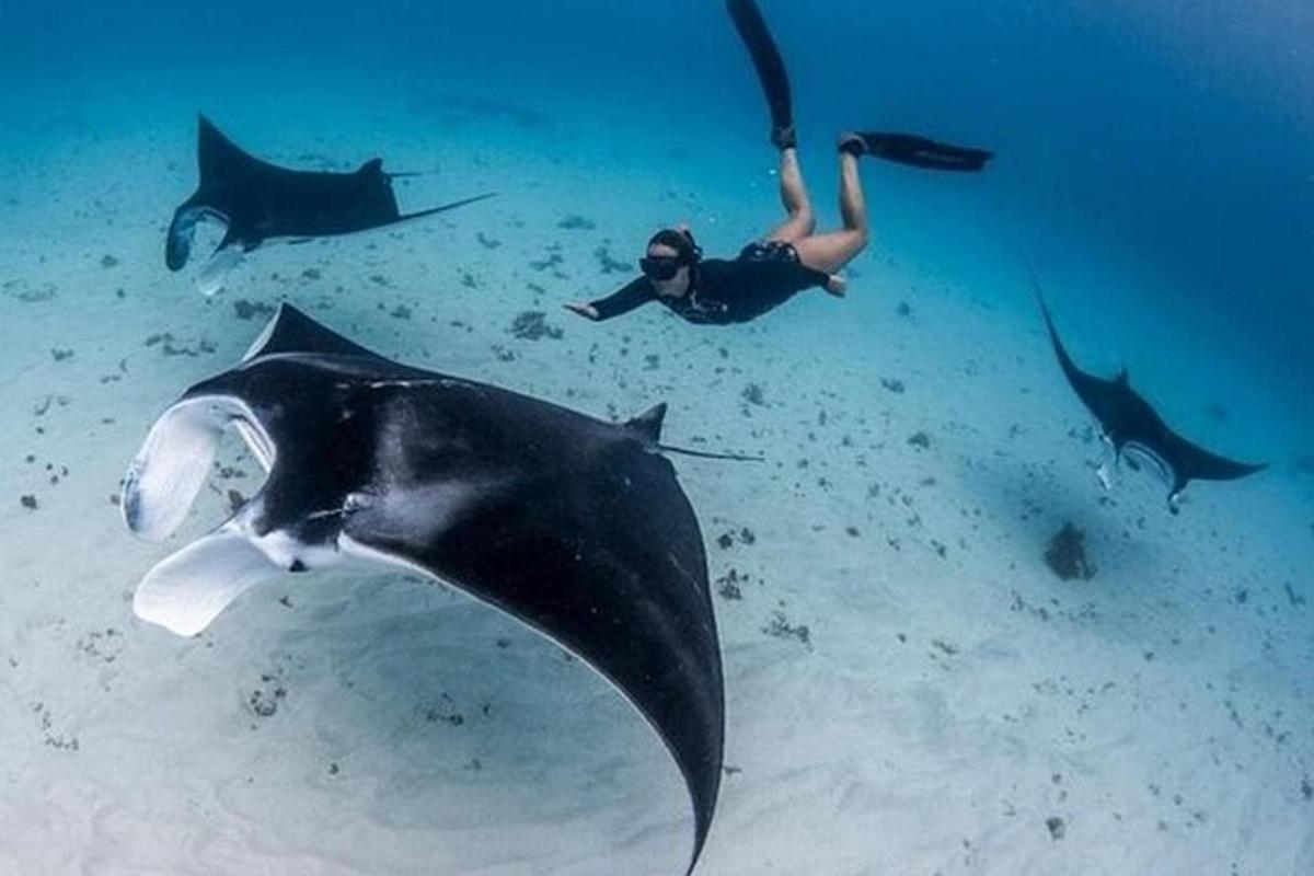 a woman swimming in the ocean with stingrays