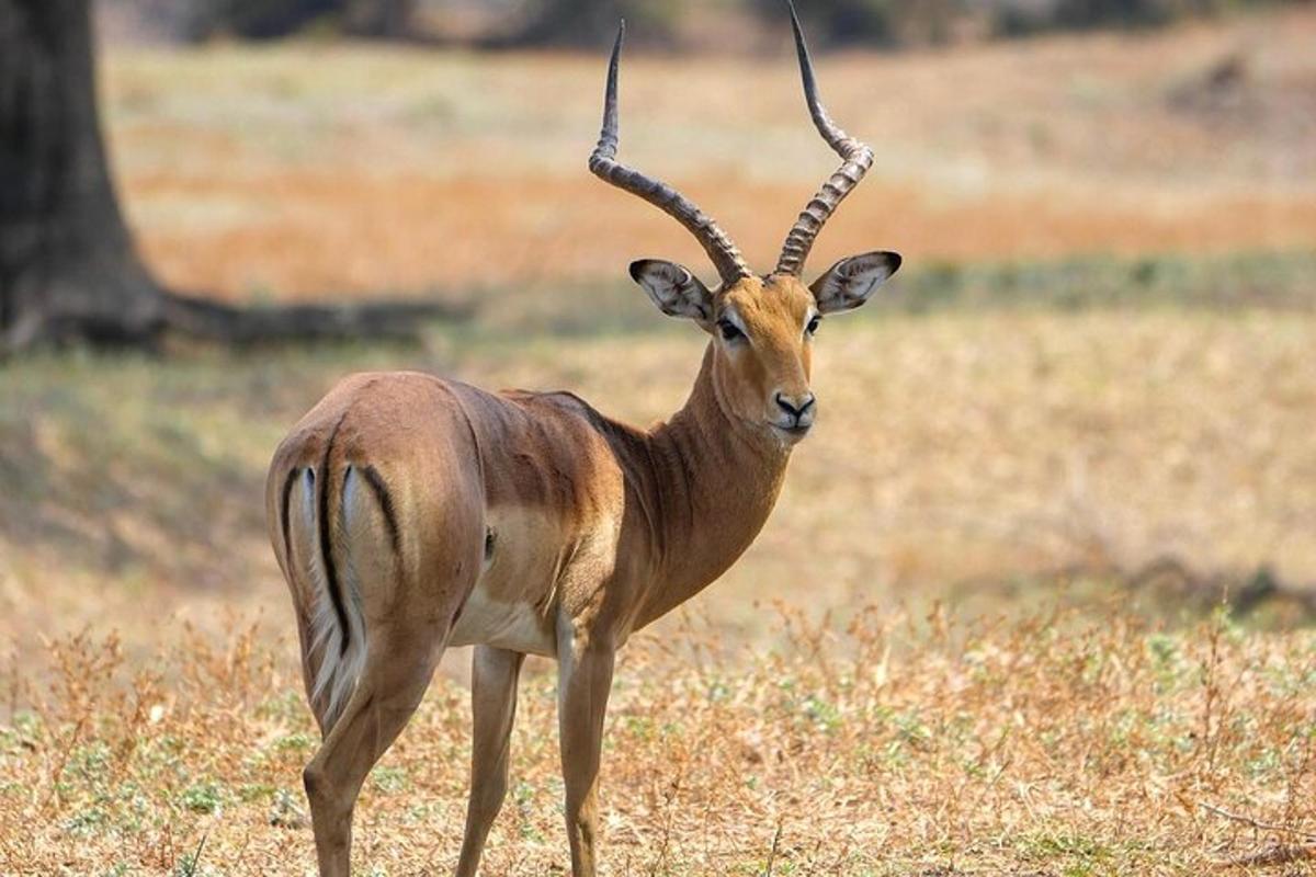 a gazelle with horns standing in a field