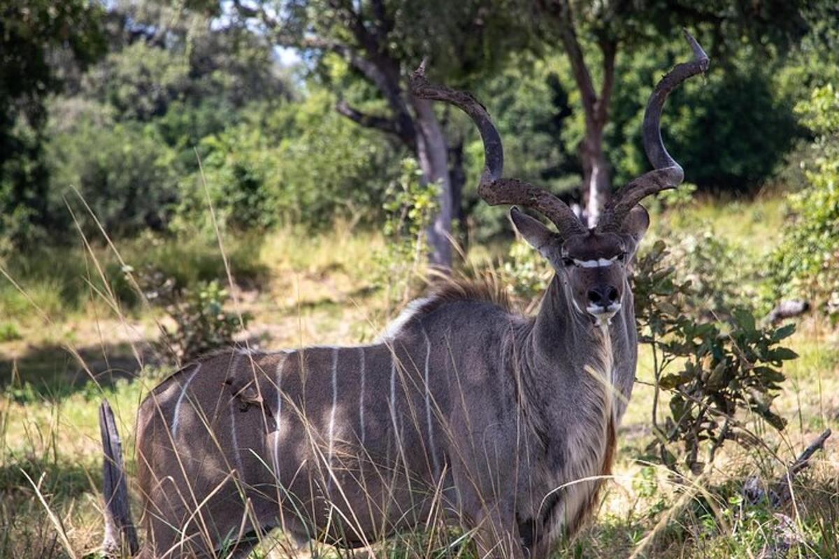 an animal with horns standing in a field
