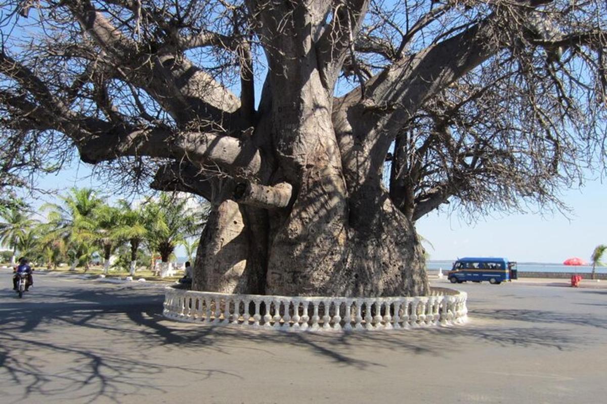 a large tree sitting in the middle of a street