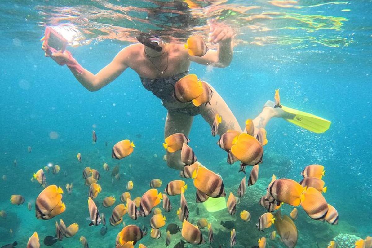 a woman swimming in the water with a school of fish