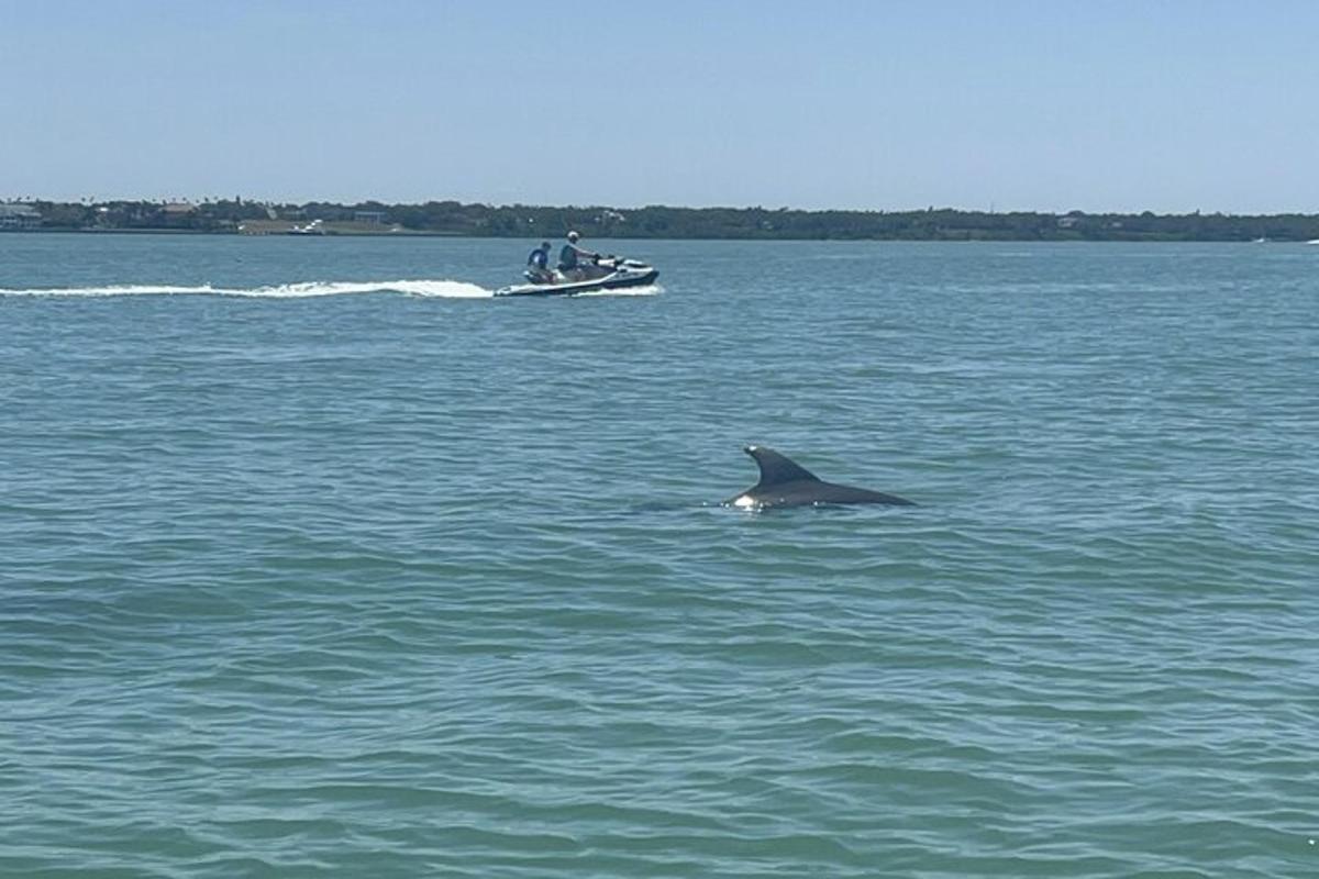 un delfino che nuota nell'acqua accanto a una barca
