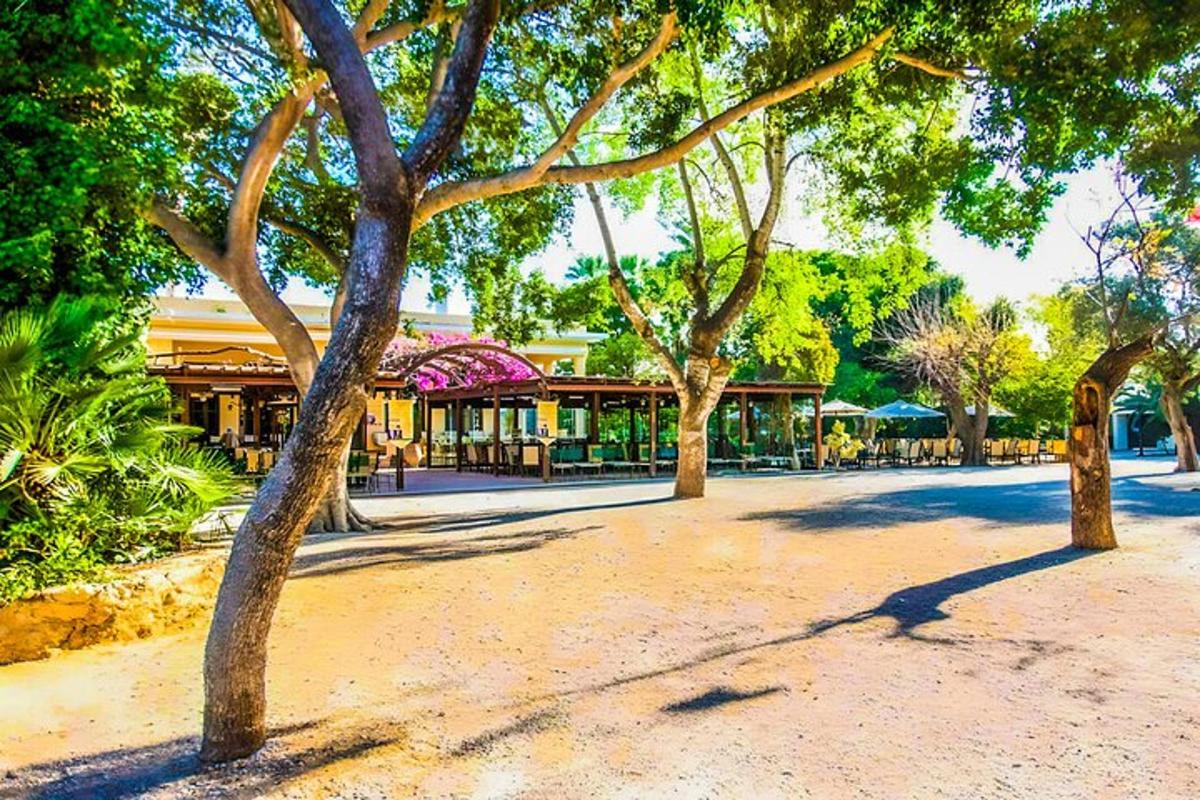 un grup d'arbres en un parc amb edificis