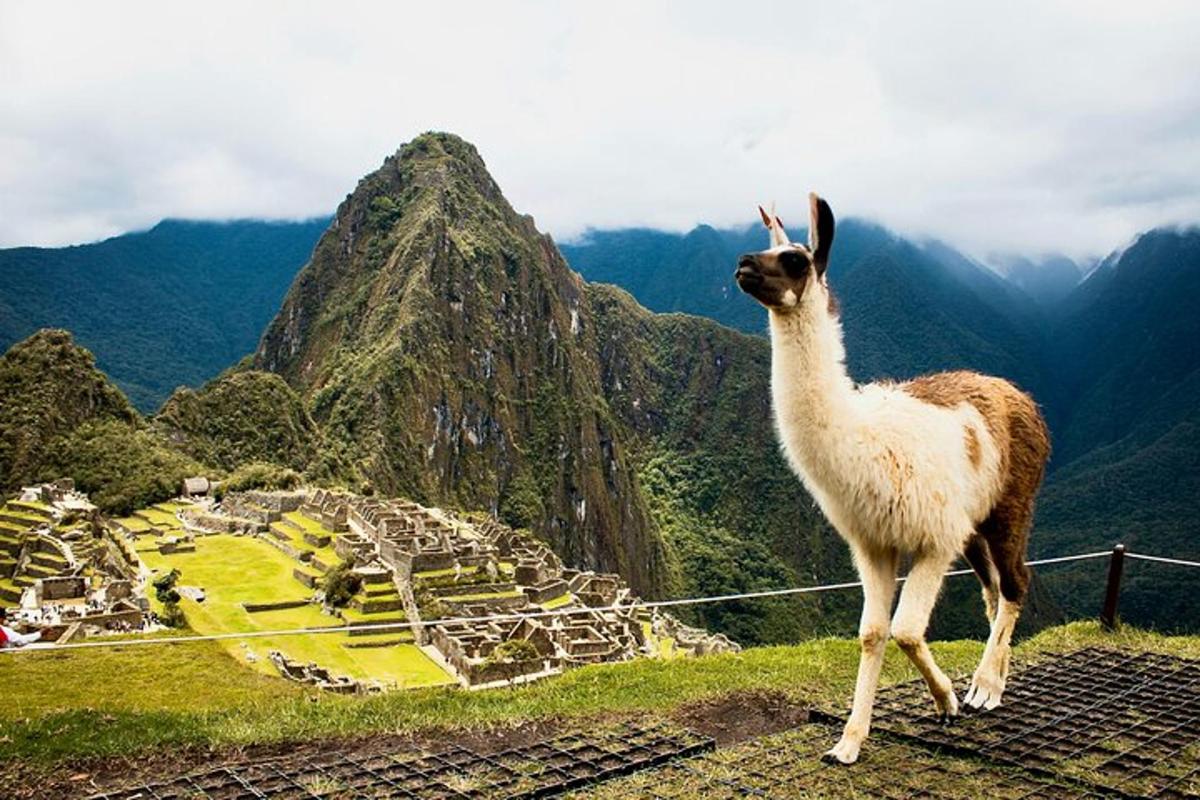 lama stojící na vrcholu hory