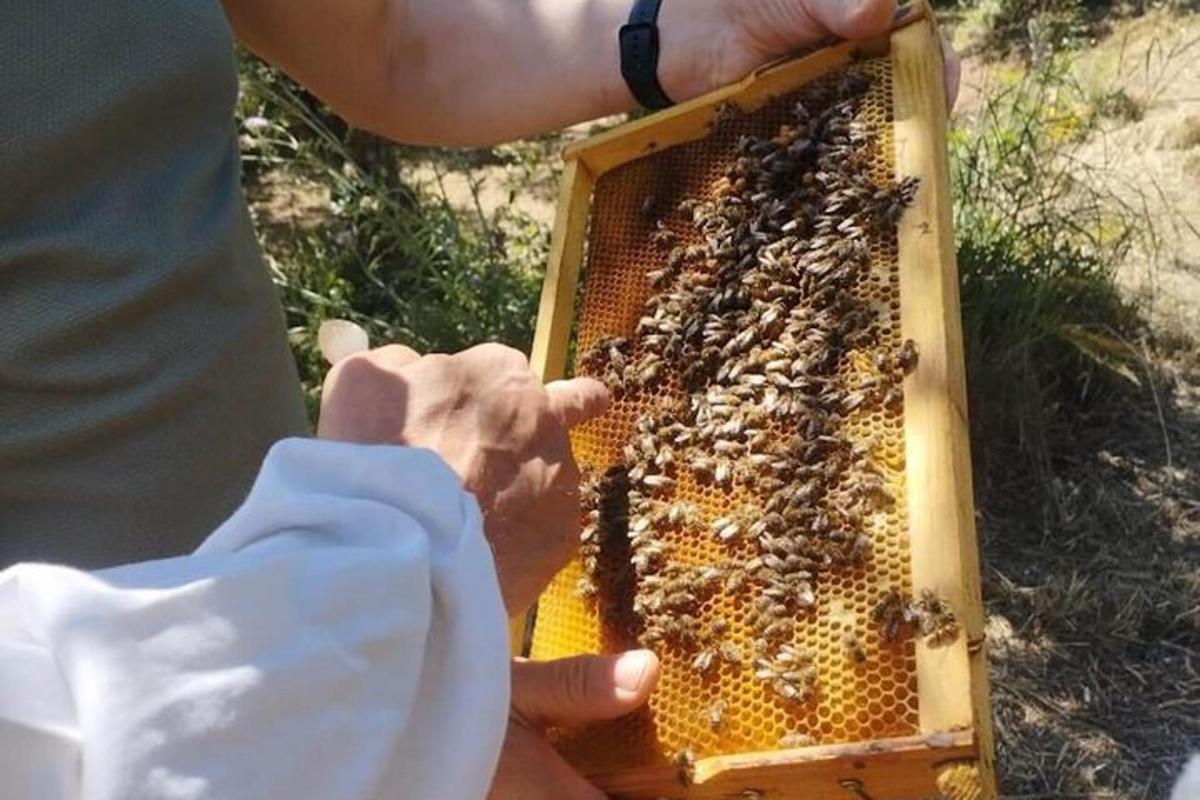 osoba držící úl plný včel