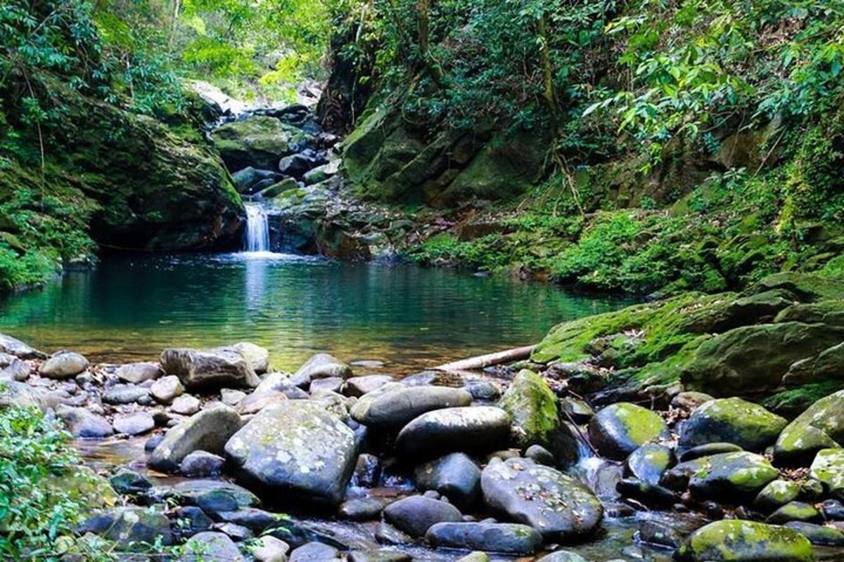 un ruscello con una cascata e rocce in una foresta