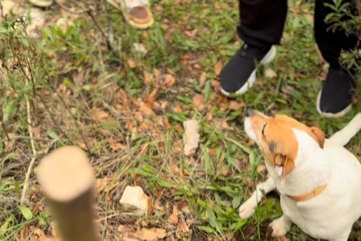 un gos petit estirat a l'herba al costat d'una persona