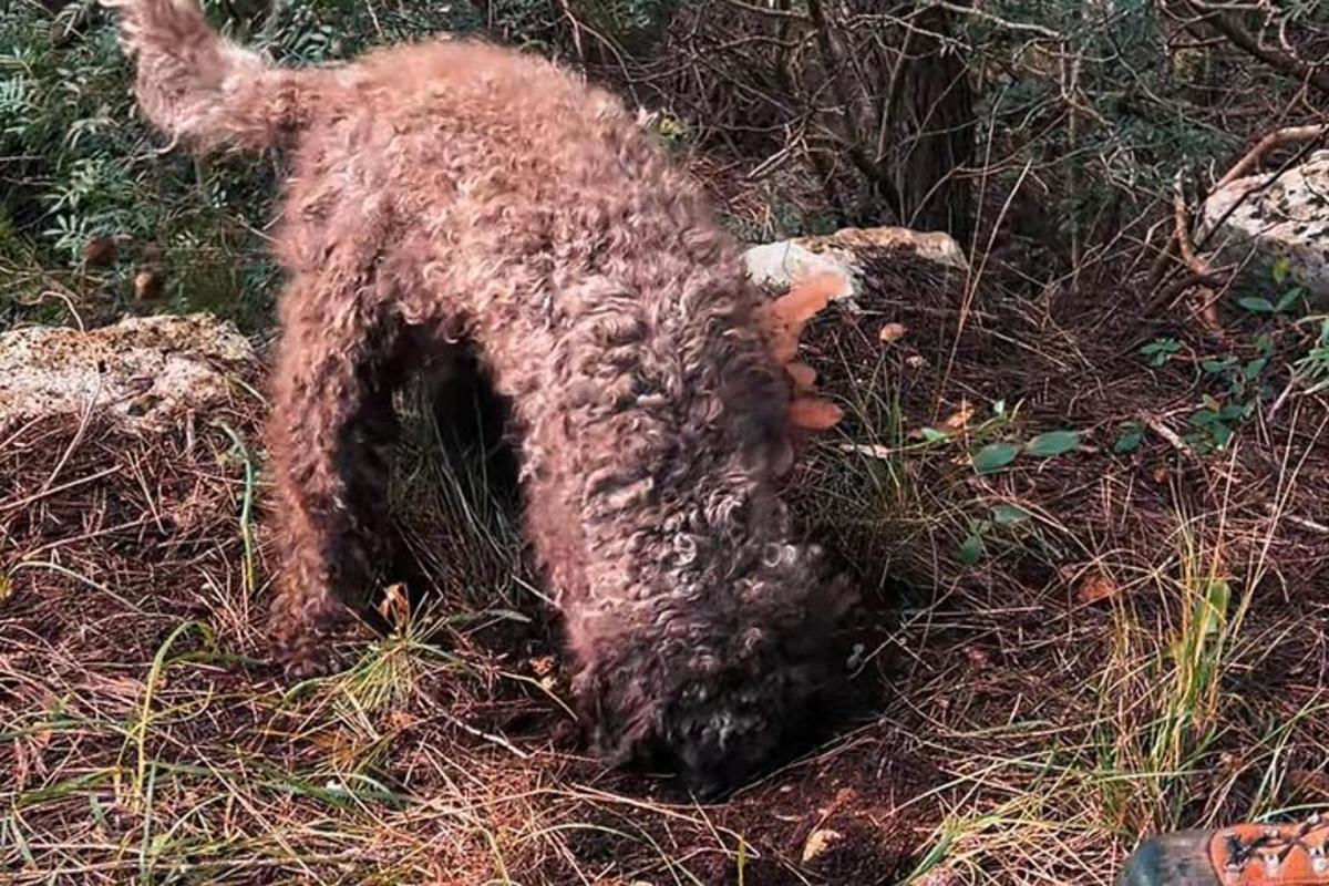 un chien allongé sur le sol dans l'herbe
