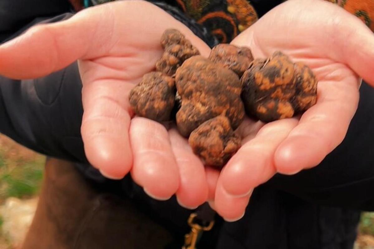 una persona que sosté un grapat de cacauets a les mans