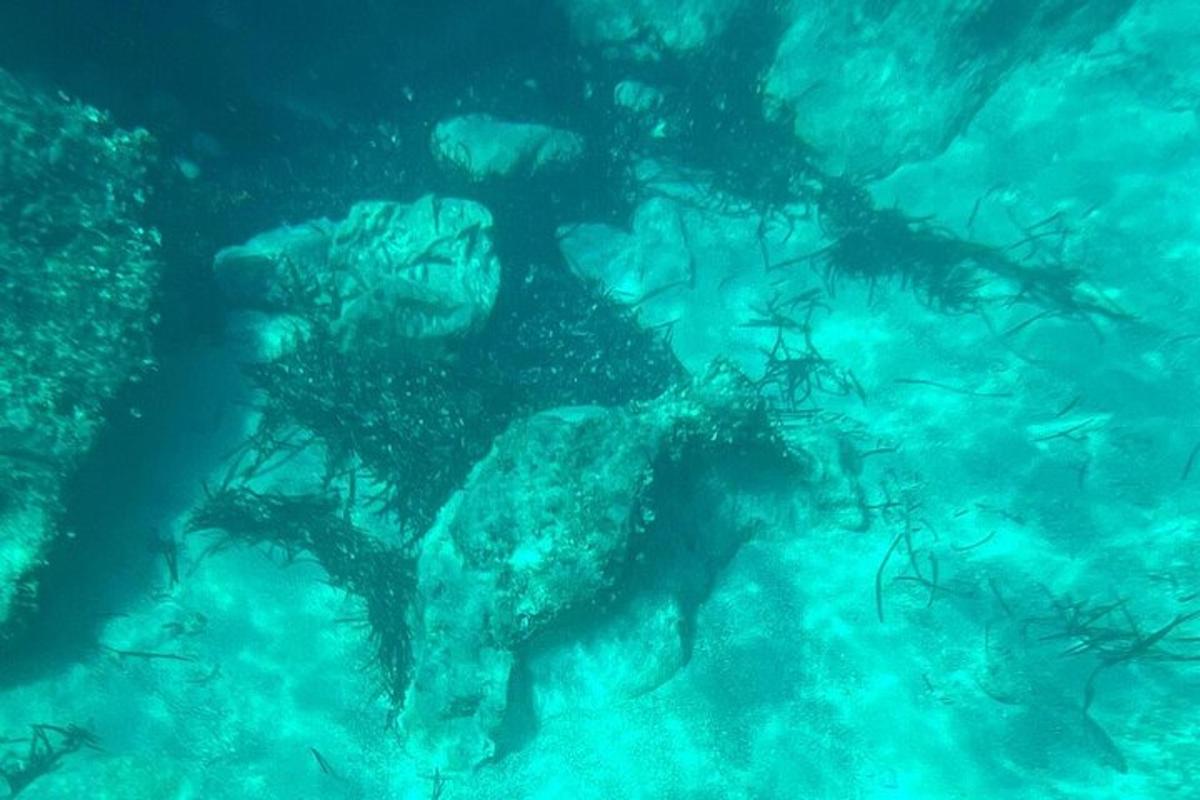 seseorang di dalam air dengan sekelompok ikan