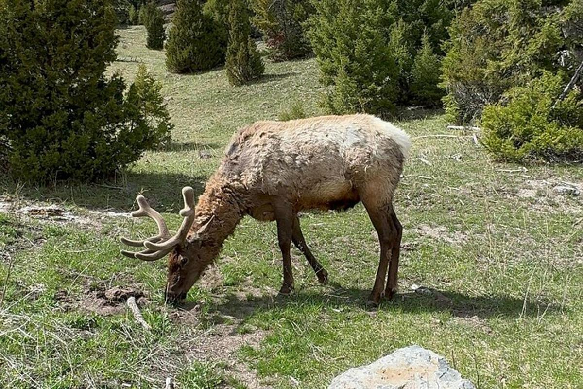 un animal cu coarne lungi care pasc în iarbă