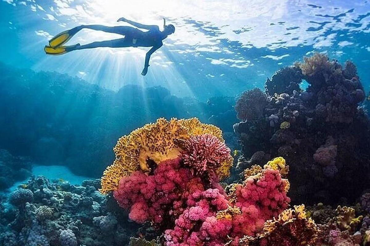 eine Person schwimmt über einem Korallenriff