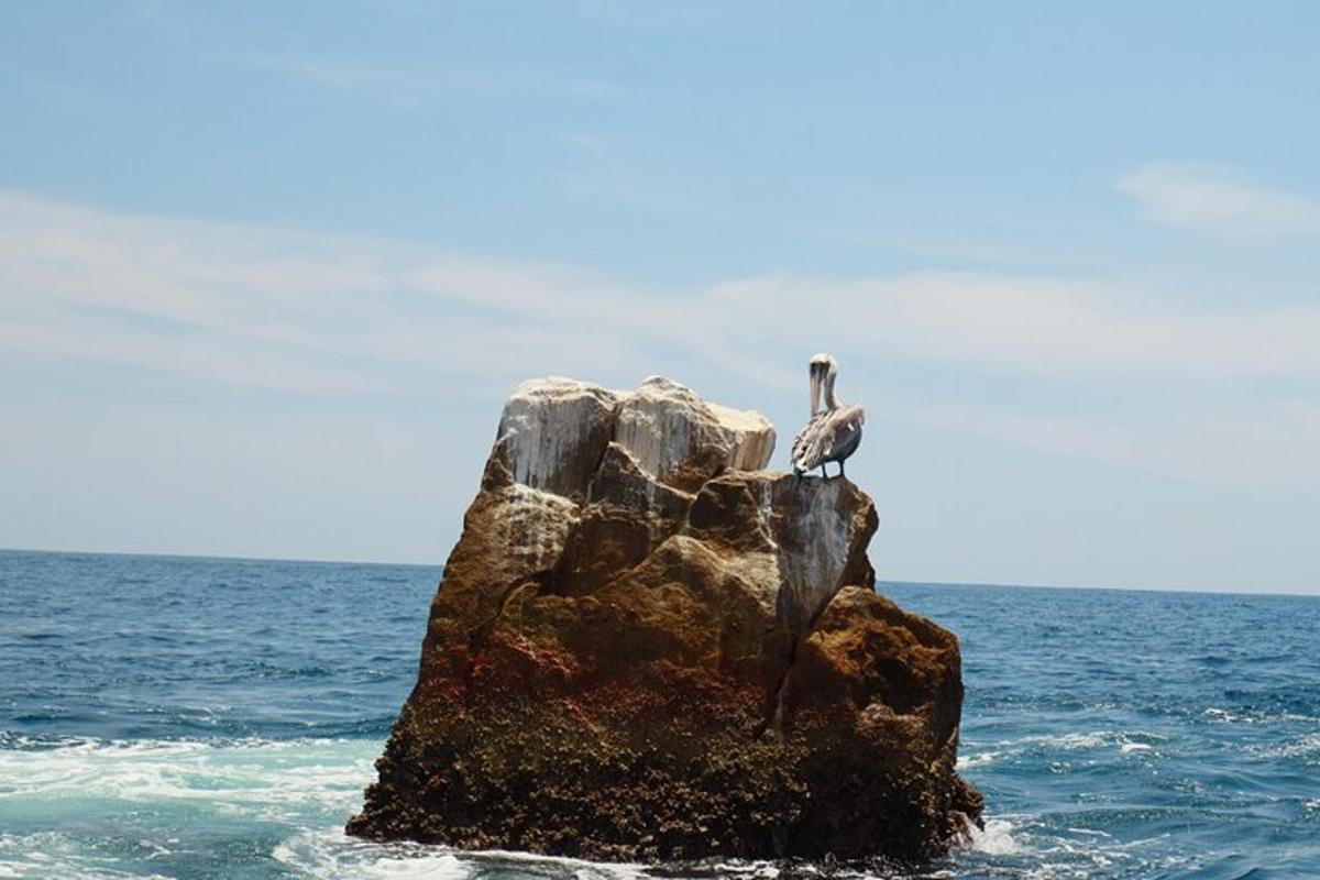 seekor burung duduk di atas batu di lautan