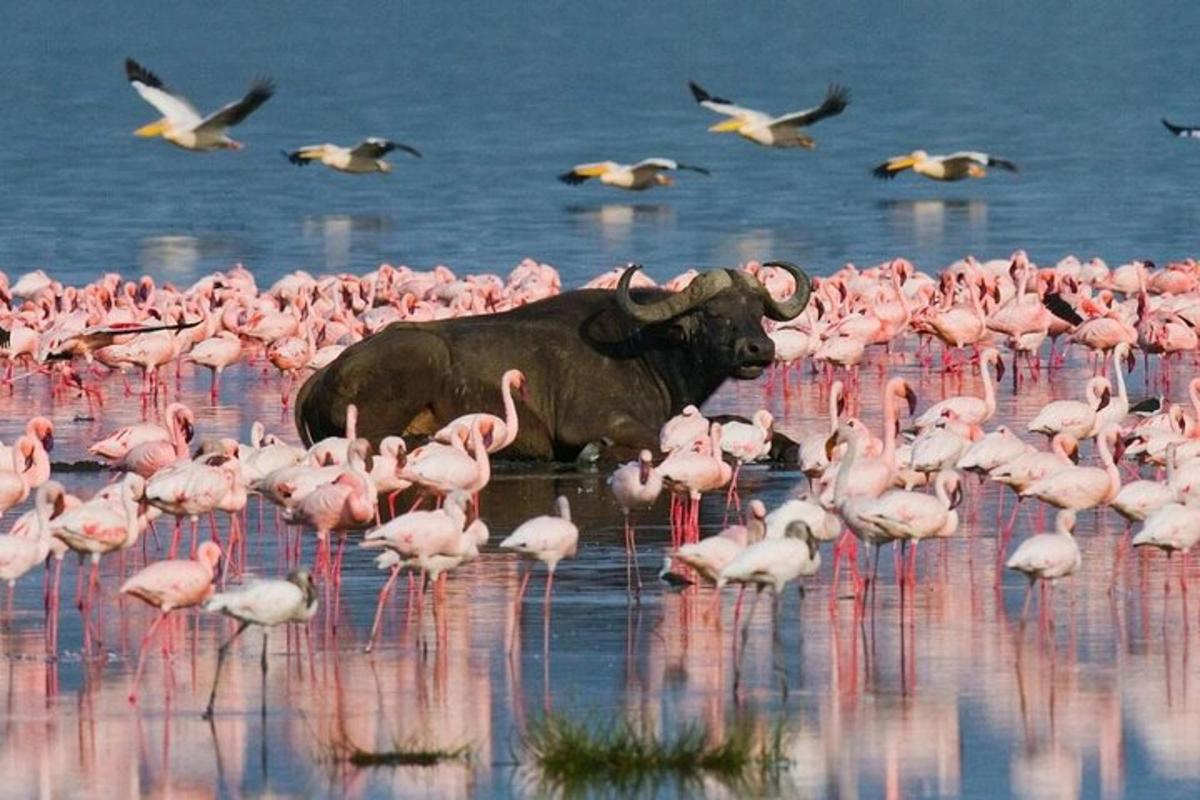 Egy bika áll a vízben egy csapat rózsaszín flamingóval