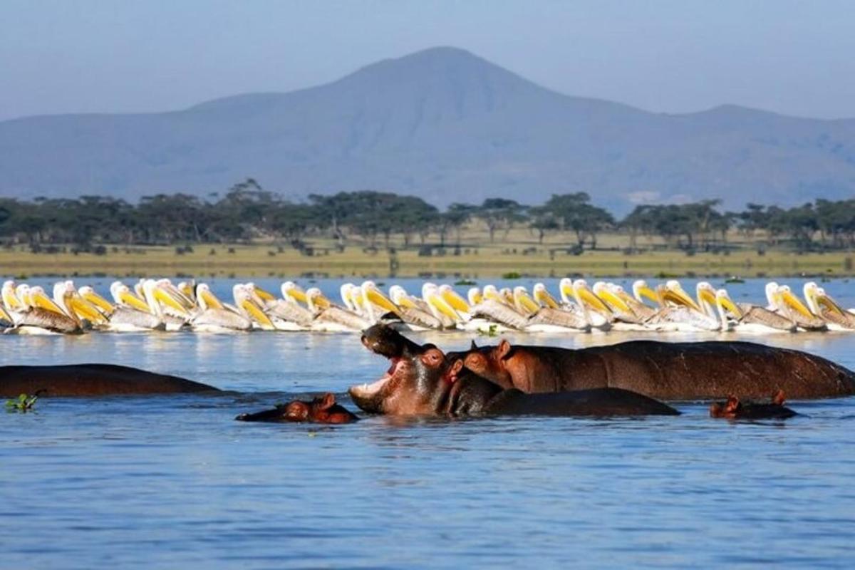 a herd of elephants in the water with a flock of birds