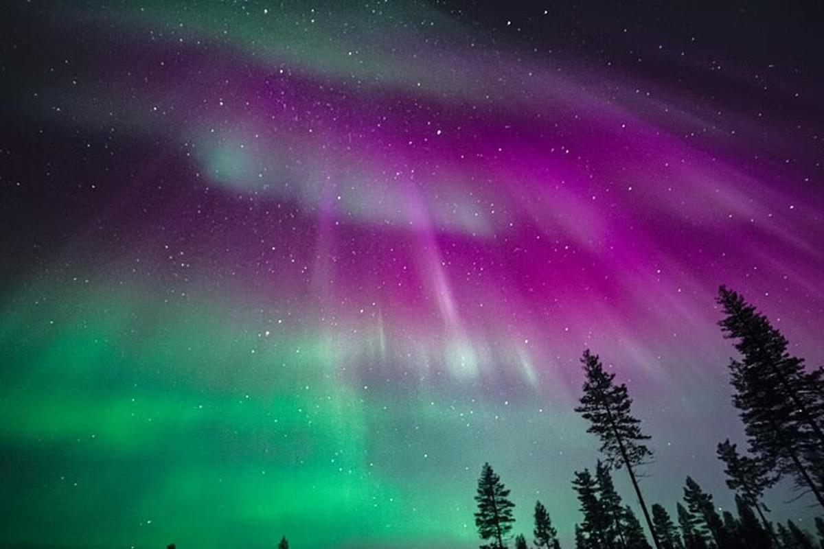 Norðurljós á himni með trjám í forgrunni