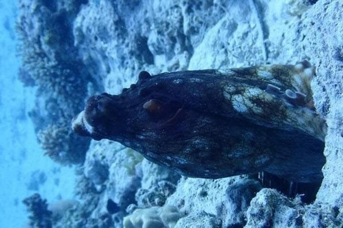 seekor beruang berenang di air dekat beberapa batu
