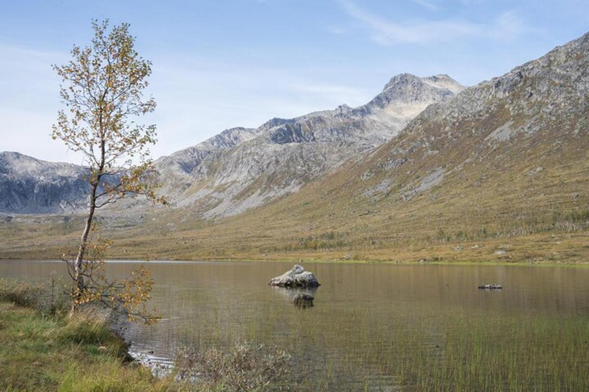 stöðuvatn með tré í miðju fjalli