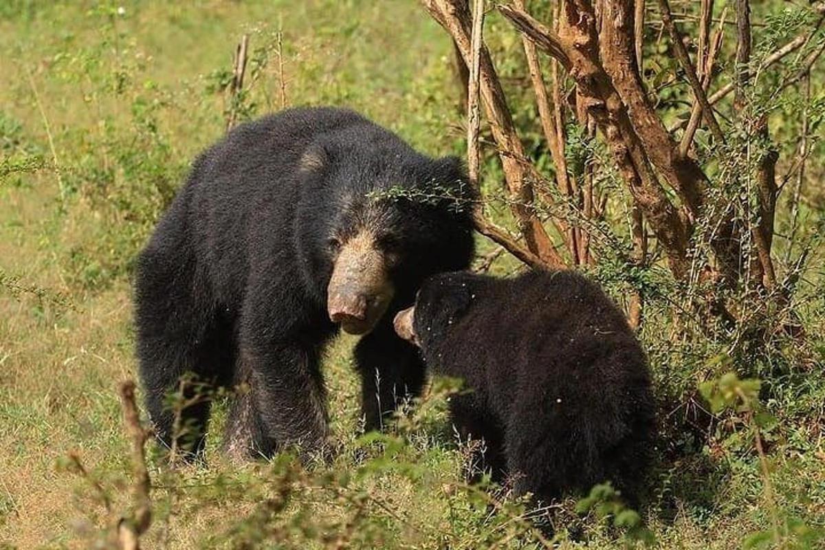 eine Bärenmutter und ihr Junges auf einem Feld