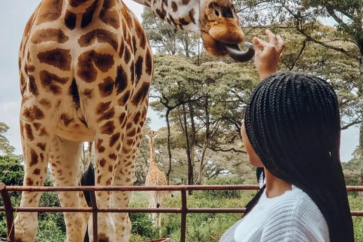 Žena krmí žirafu v zoo