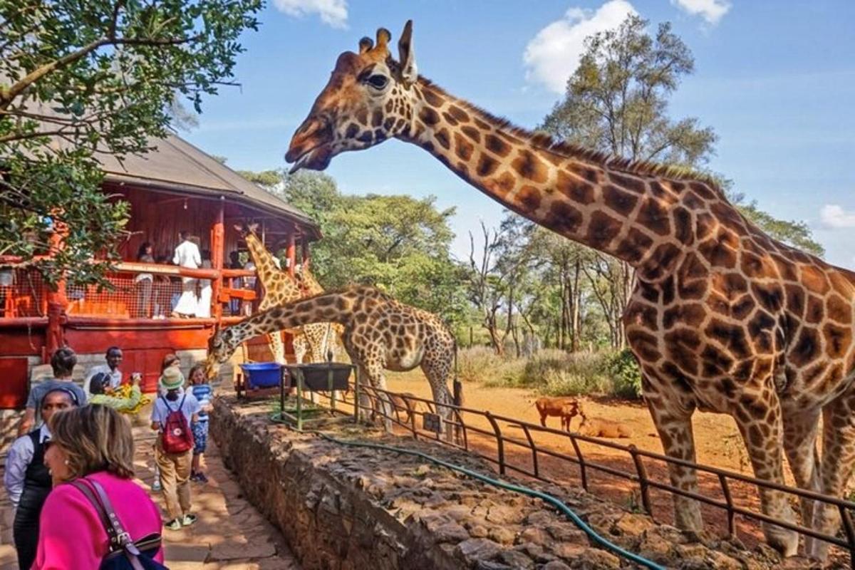 Dvě žirafy stojící vedle plotu v zoo