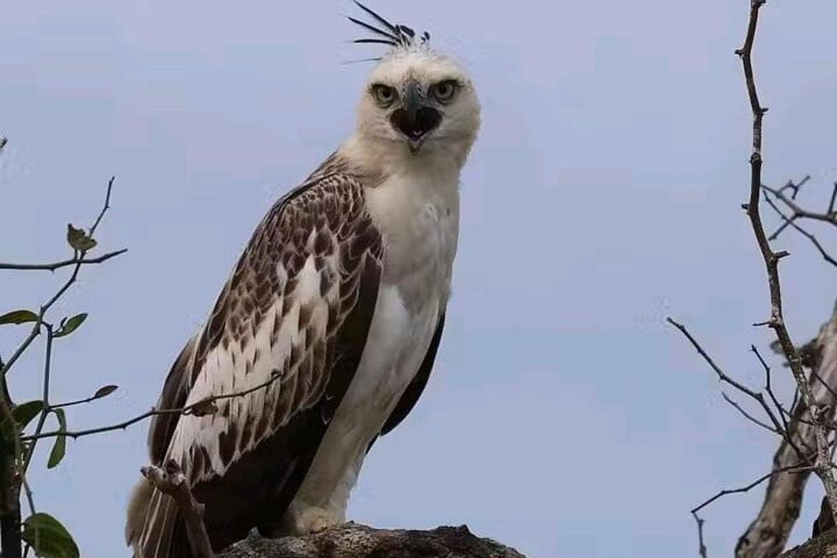 un uccello appollaiato in cima a un ramo di un albero