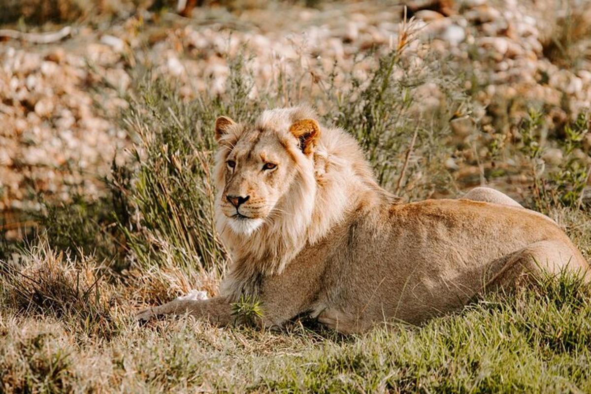 Un león tendido en la hierba de un campo