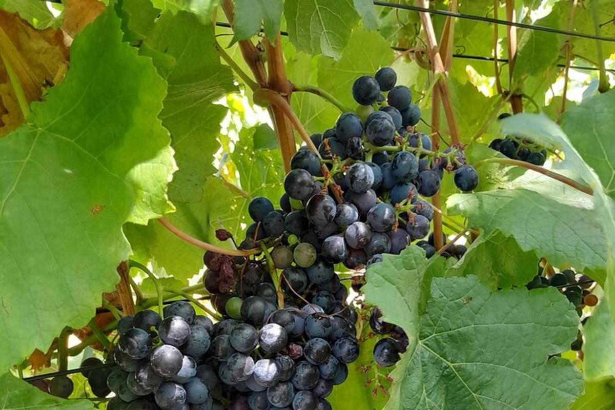 un grappolo d'uva nera che cresce su una vite