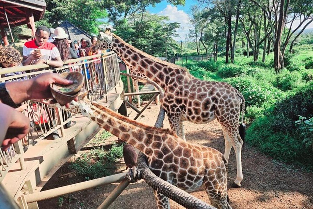 seseorang memberi makan dua jerapah di kebun binatang