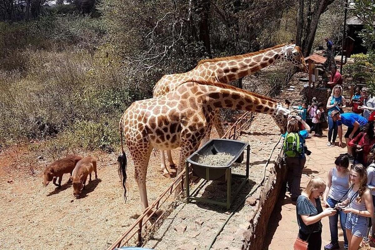 Δύο καμηλοπαρδάλεις τρώνε φαγητό από μια γούρνα σε έναν ζωολογικό κήπο