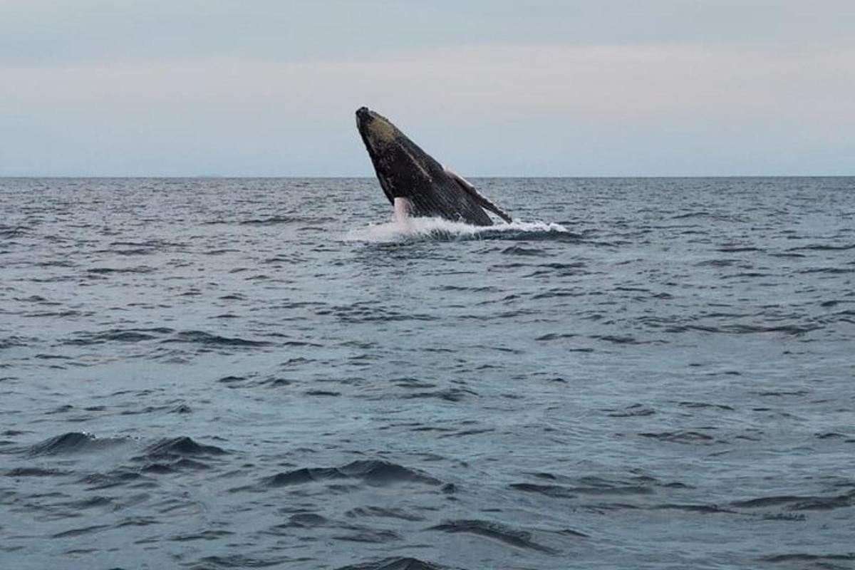 un delfino che salta fuori dall'acqua nell'oceano