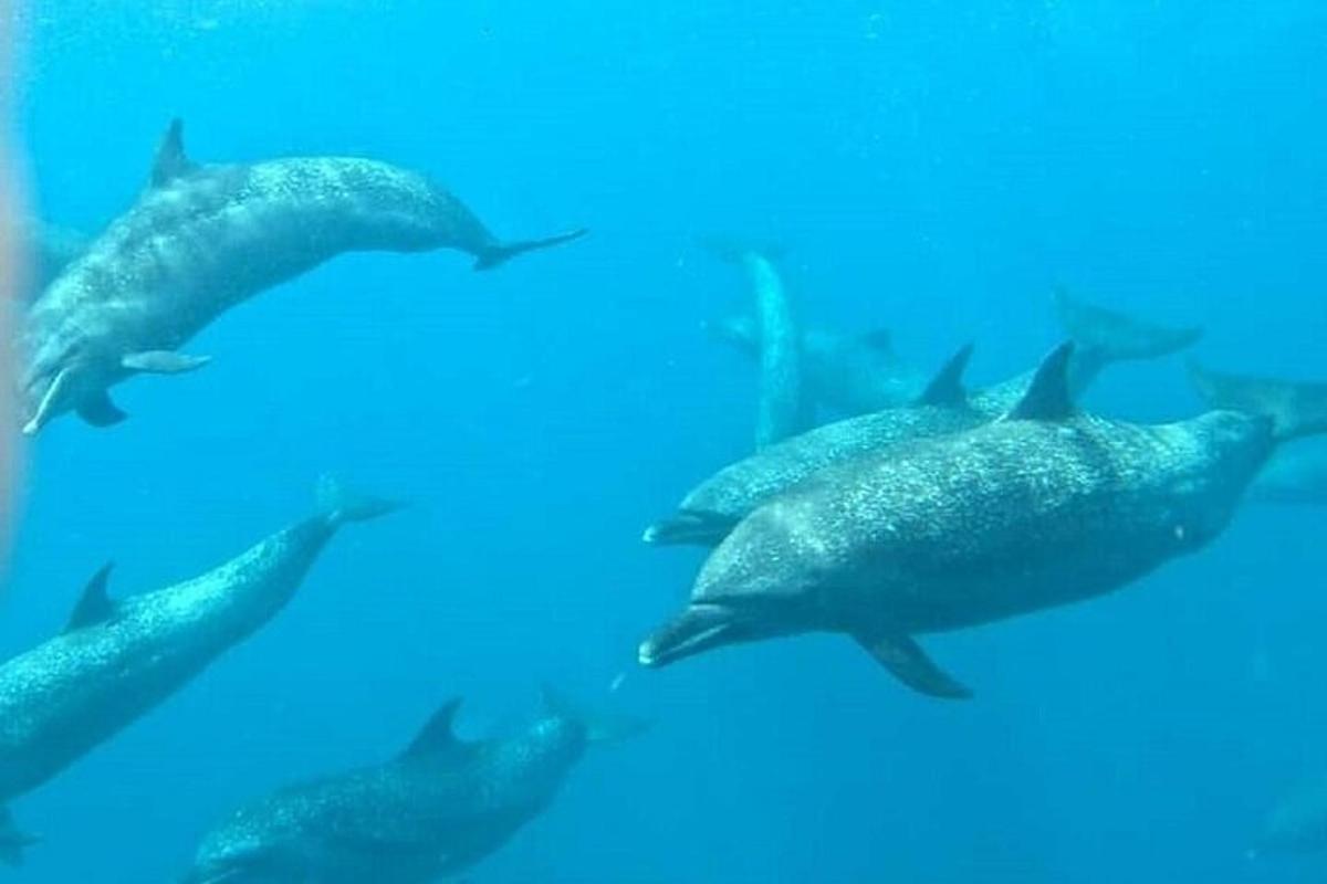 un gruppo di delfini che nuotano nell'acqua