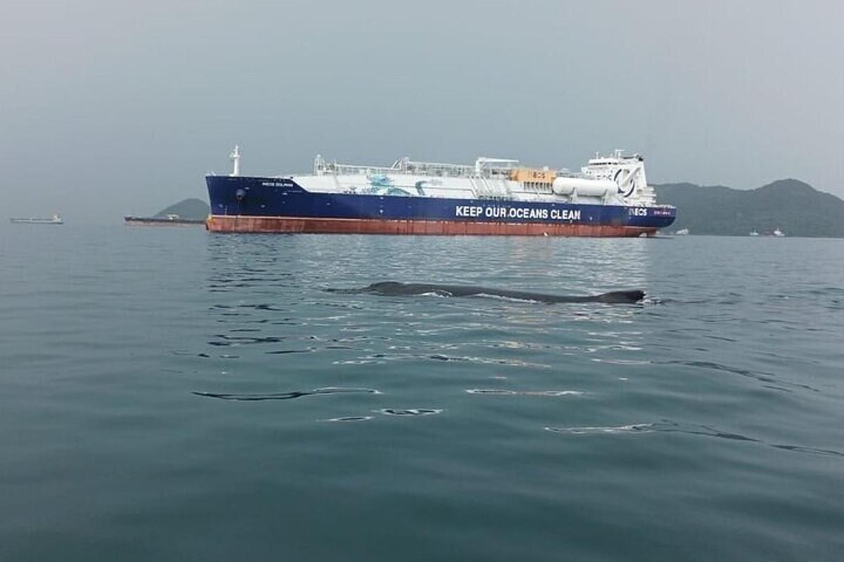 due foche nell'acqua davanti a una nave
