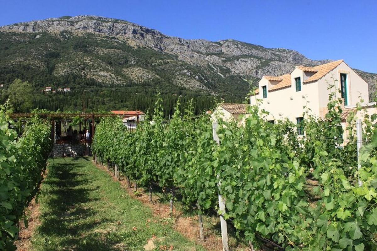 um vinhedo com uma casa e montanhas ao fundo