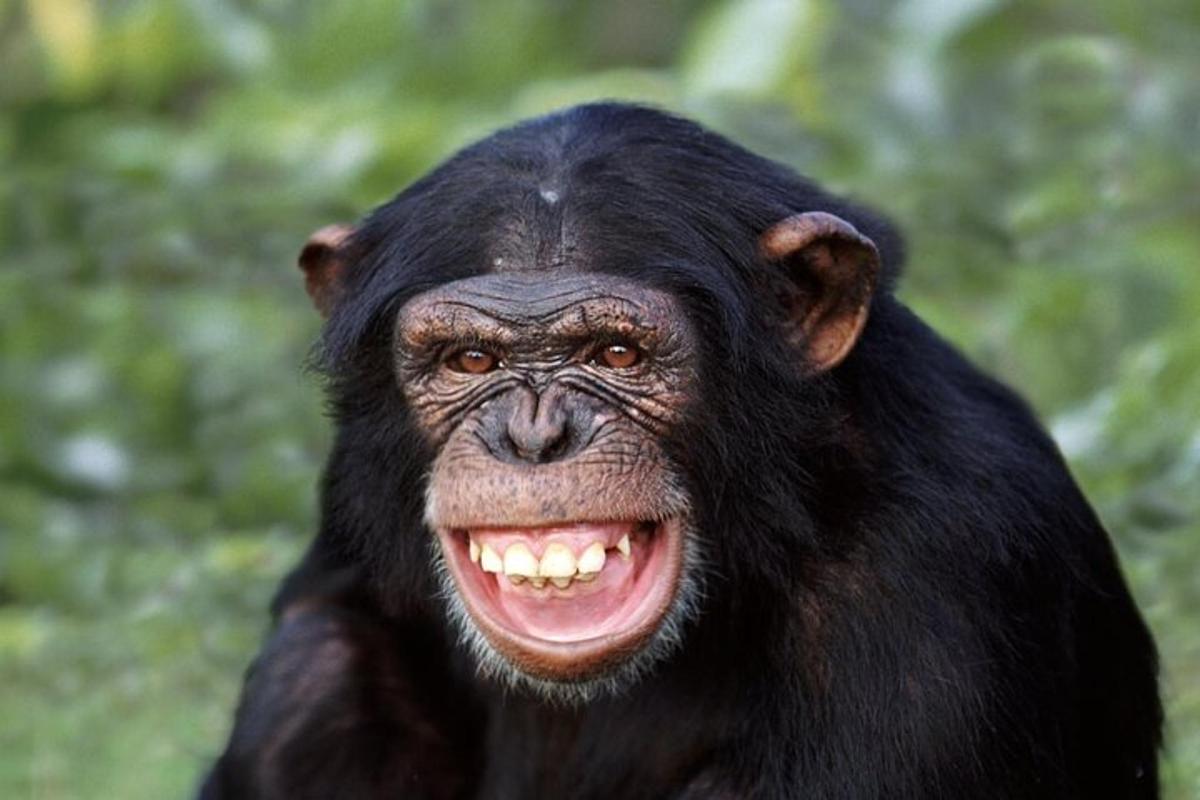 a close up of a chimpanzee with its mouth open