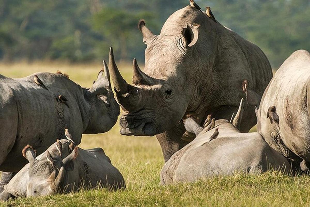 a group of rhinos laying in the grass