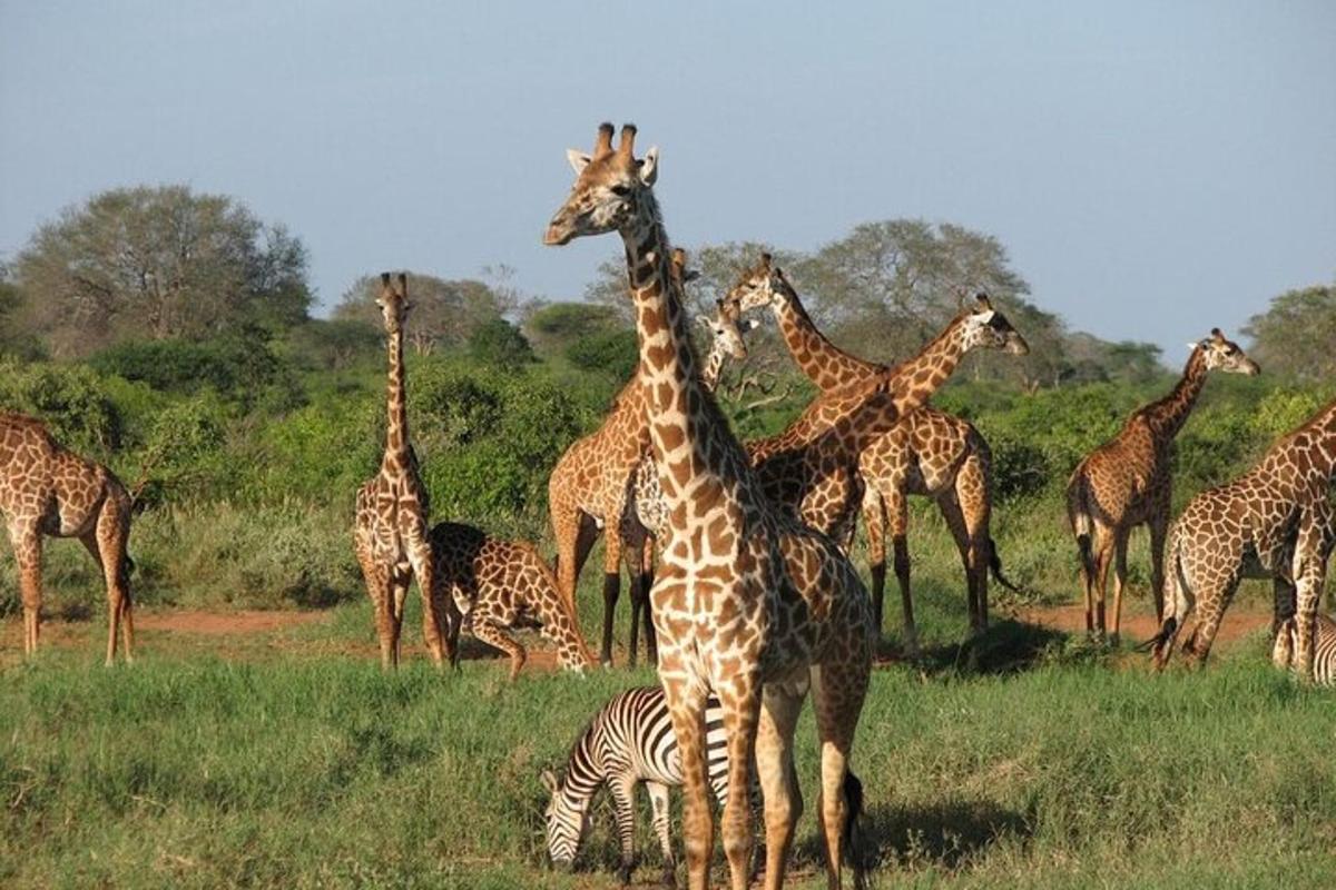 isang kawan ng mga giraffe at isang zebra sa isang parang