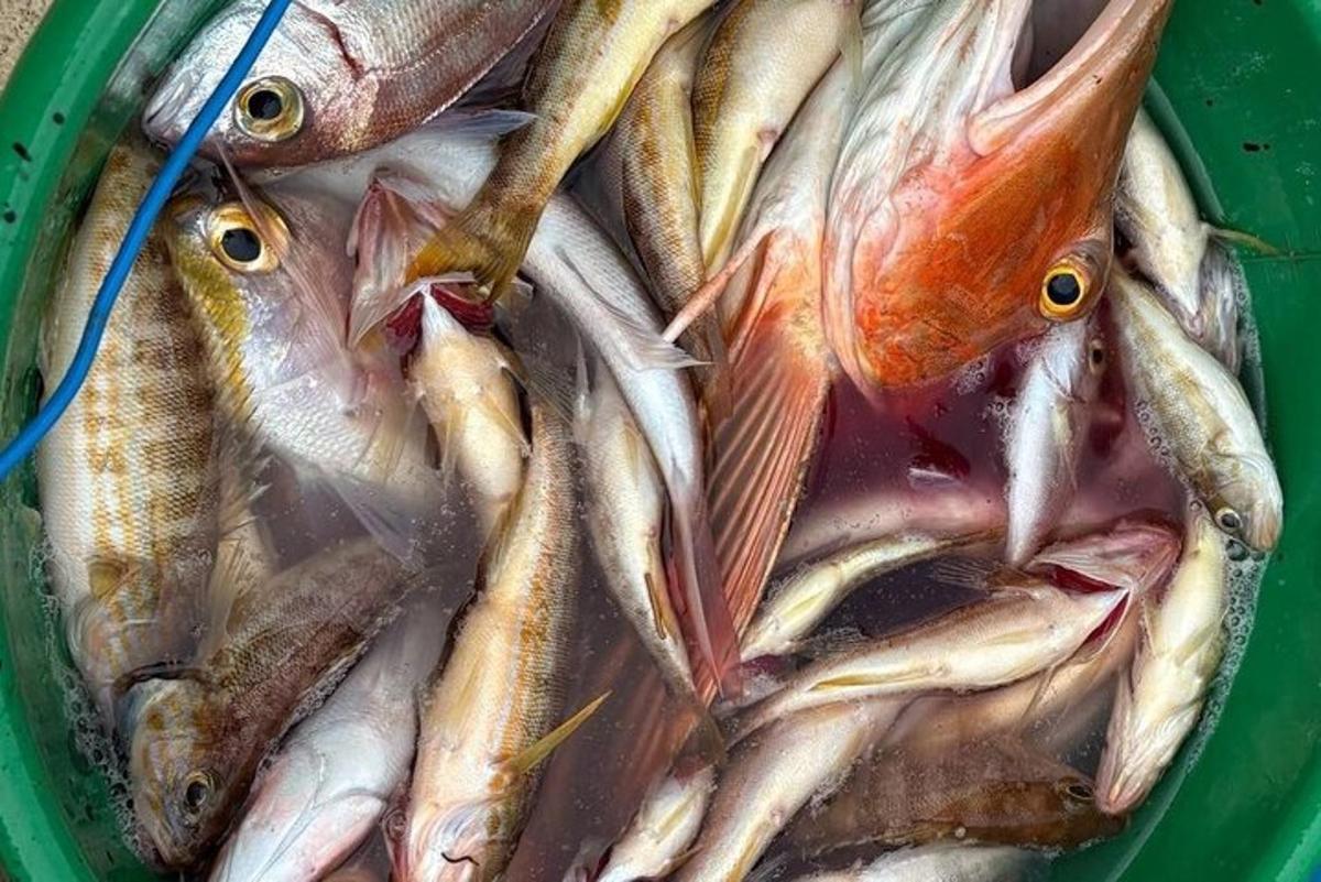 um monte de peixes em uma tigela verde