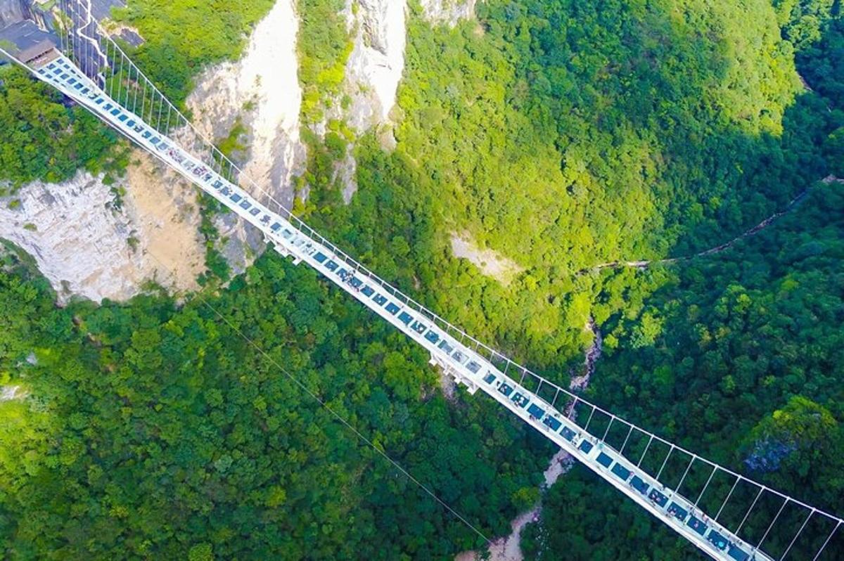 pogled od zgoraj na viseči most čez gozd