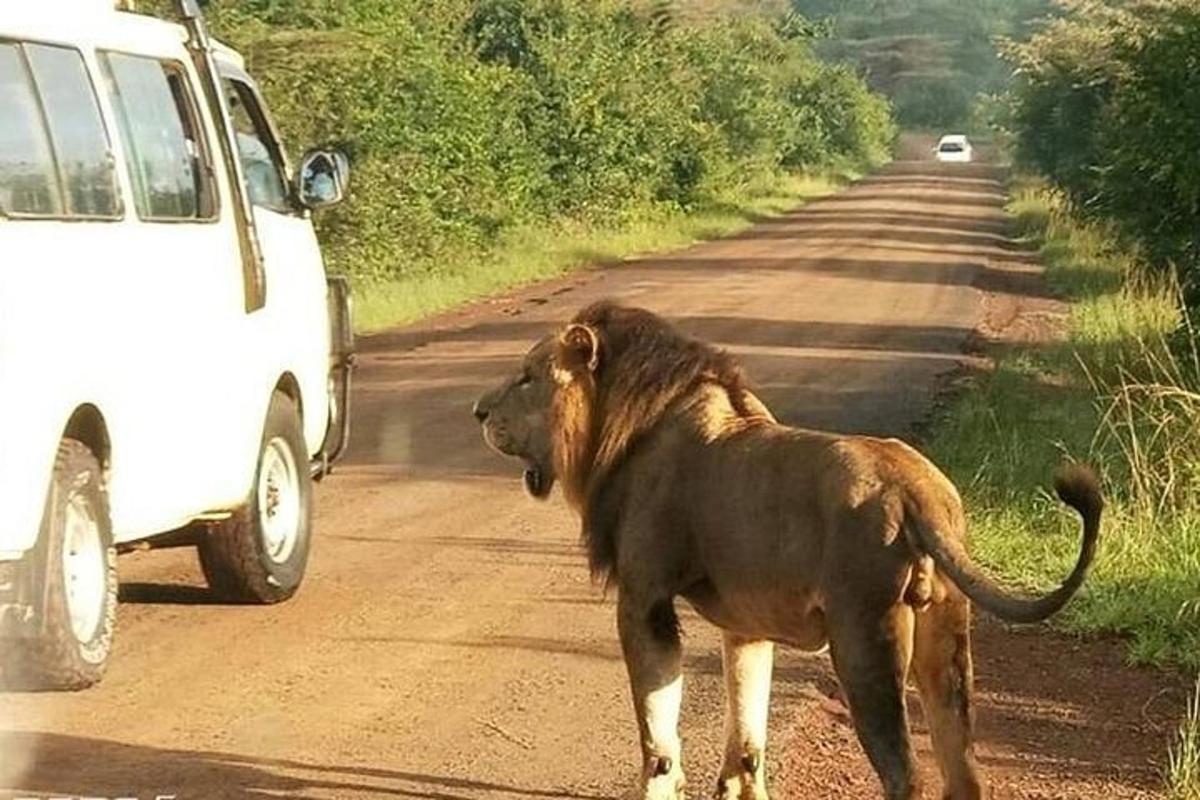 ein Löwe steht auf einem Feldweg neben einem Auto