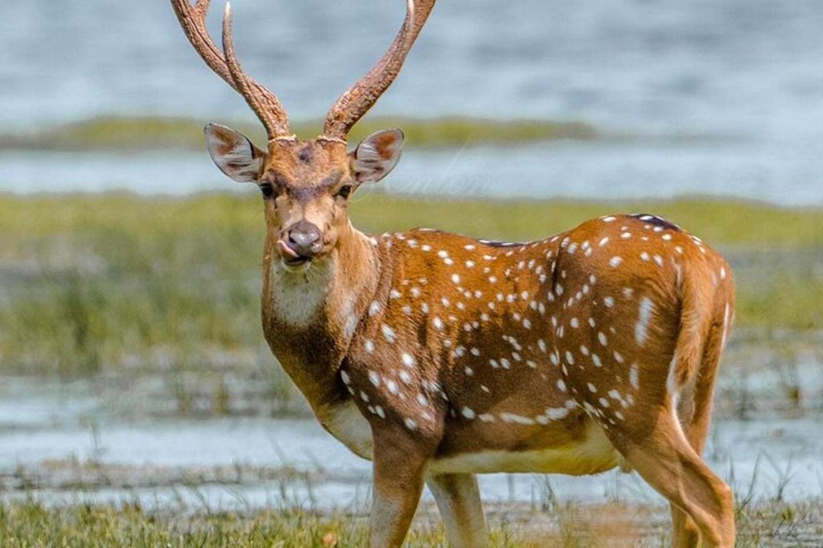 a deer with antlers standing in a field