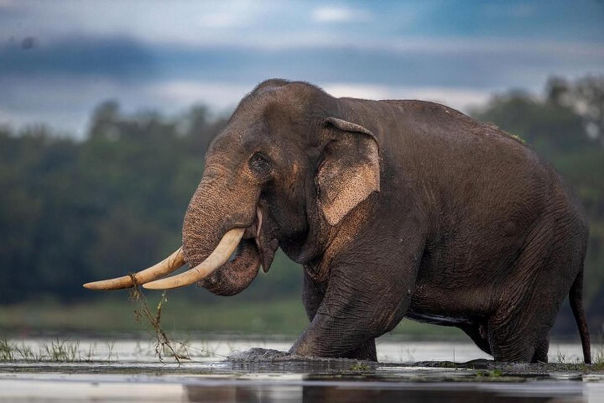 an elephant walking through the water with its trunk in its mouth