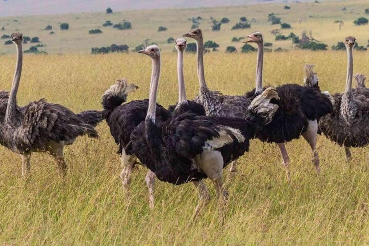 un gruppo di struzzi in piedi in un campo